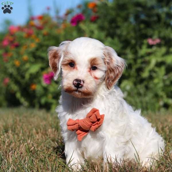 Paul, Mini Goldendoodle Puppy